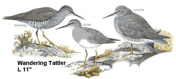 Wandering Tattler