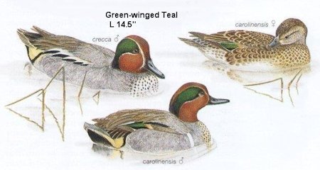 Green-winged Teal