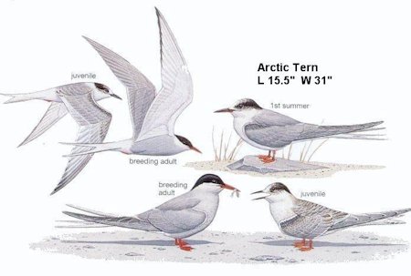 Arctic Tern