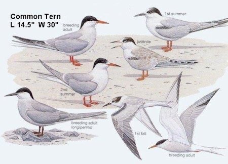 Common Tern