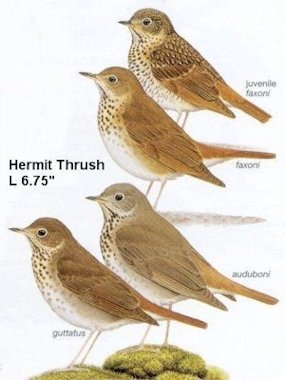 Hermit Thrush