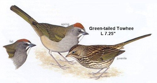 Green-tailed Towhee