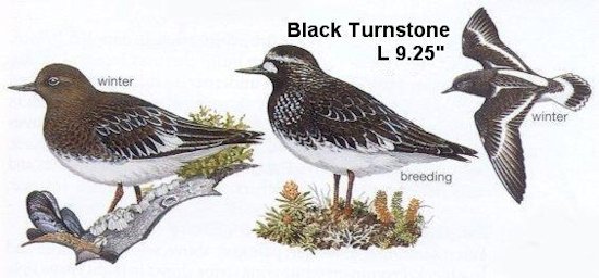 Black Turnstone
