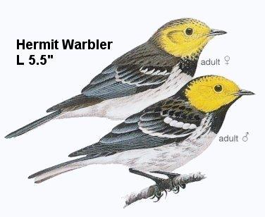 Hermit Warbler