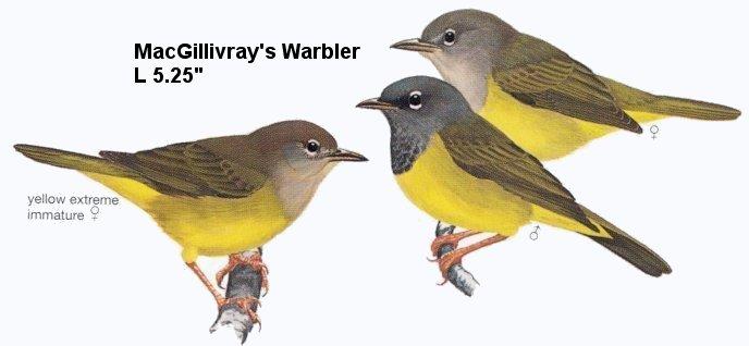 MacGillivray's Warbler