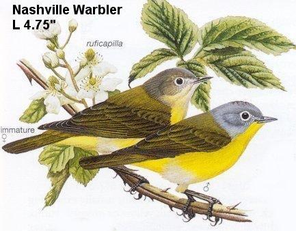 Nashville Warbler