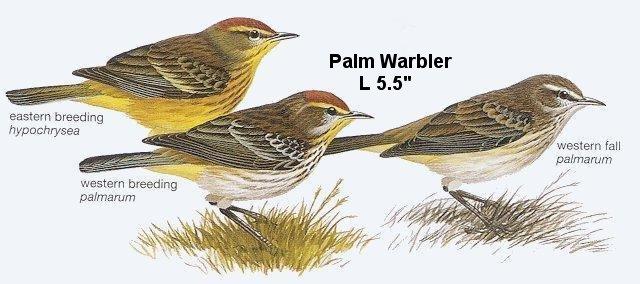 Palm Warbler