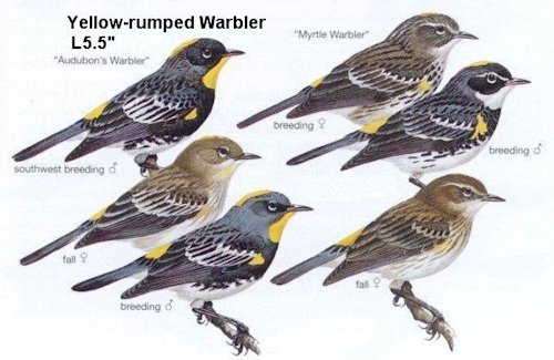 Yellow-rumped Warbler