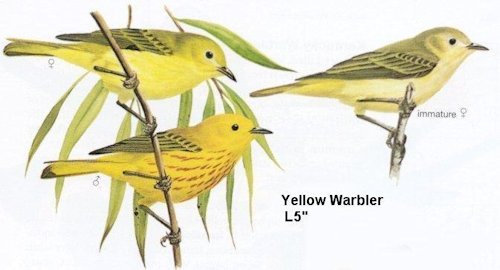 Yellow Warbler