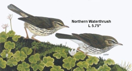 Northern Waterthrush