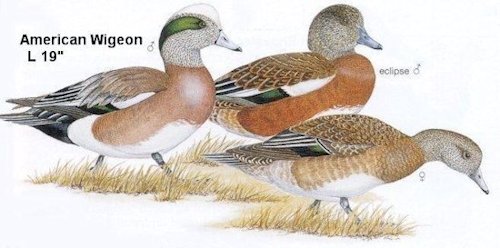 American Wigeon