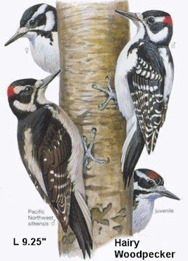 Hairy Woodpecker