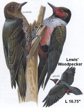 Lewis' Woodpecker