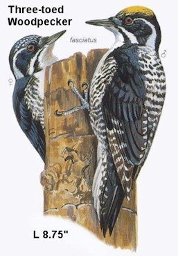 Three-toed Woodpecker