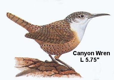 Canyon Wren