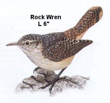 Rock Wren