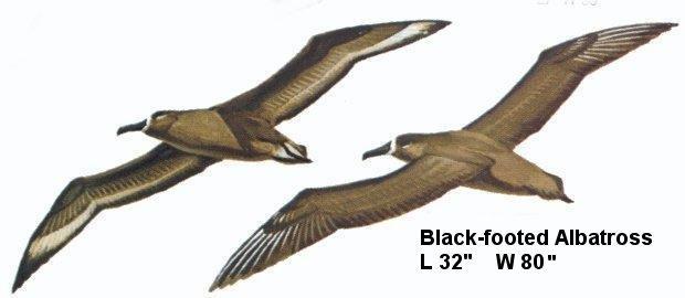 Black-footed Albatross