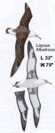 Laysan Albatross