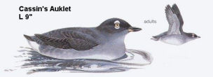 Cassin's Auklet