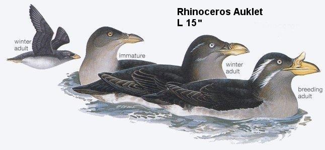 Rhinoceros Auklet