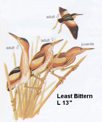 Least Bittern