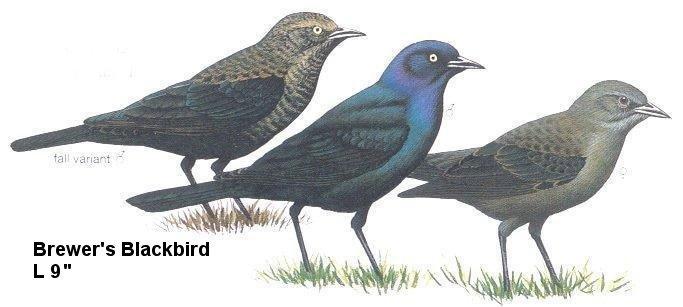 Brewer's Blackbird