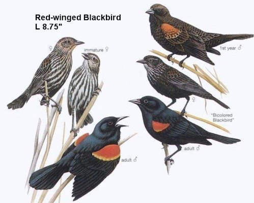 Redwing Blackbird