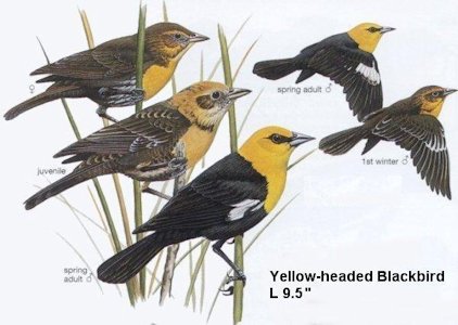 Yellow-headed Blackbird