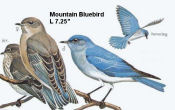 Mountain Bluebird