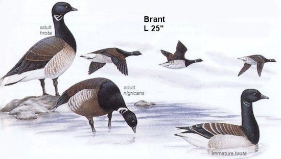 Brant