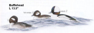 Bufflehead