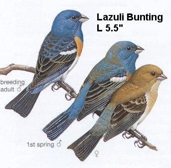 Lazuli Bunting