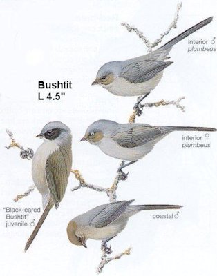 Bushtit