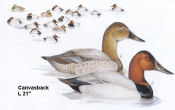 Canvasback