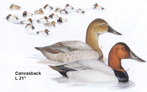 Canvasback