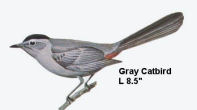 Gray Catbird