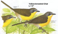 Chat-Yellow-breasted