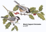 Chickadee-Black-capped