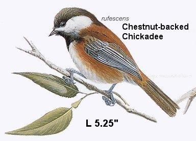 Chestnut-backed Chickadee