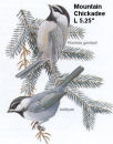 Mountain Chickadee