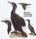 Brandt's Cormorant