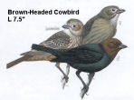 Brown-headed Cowbird