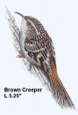 Brown Creeper