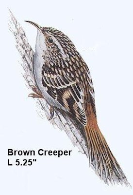 Brown Creeper