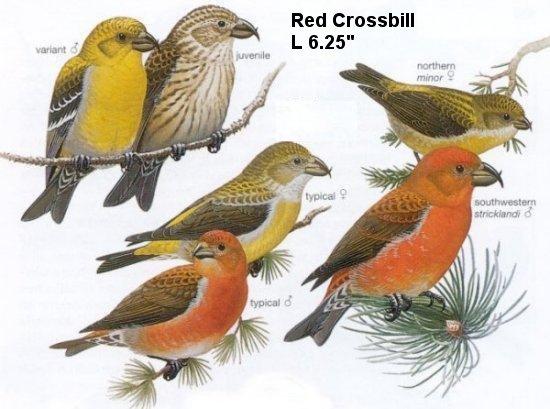 Red Crossbill