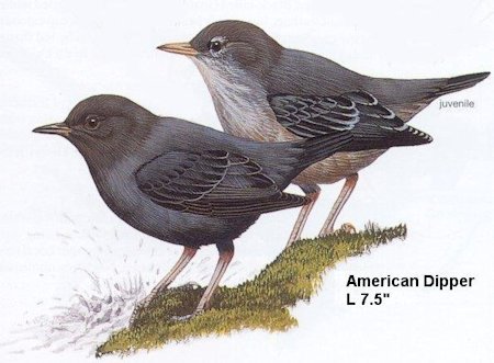 American Dipper