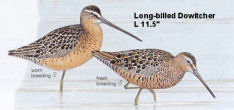 Long-billed Dowitcher