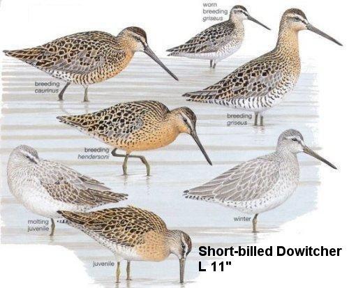 Short-billed Dowitcher