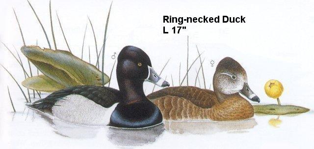 Ring-necked Duck