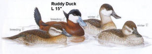 Ruddy Duck